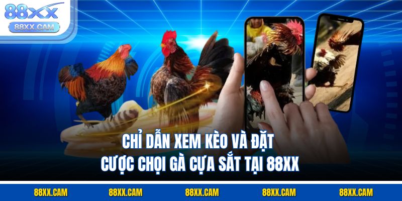 Chỉ dẫn xem kèo và đặt cược chọi gà cựa sắt tại 88XX